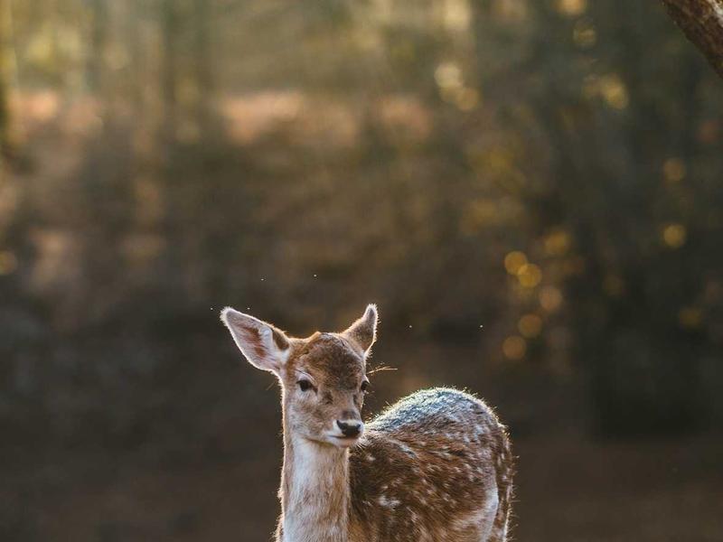 TixorQuineMav Guadalajara
